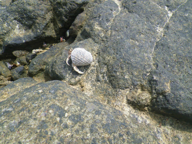 IMGP1263.jpg