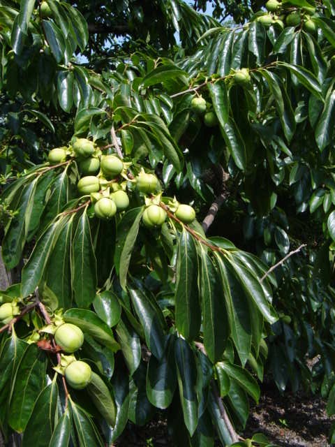 DSC09167.JPG