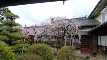 2017.3.8-utiko-kamihagatei-a.JPG