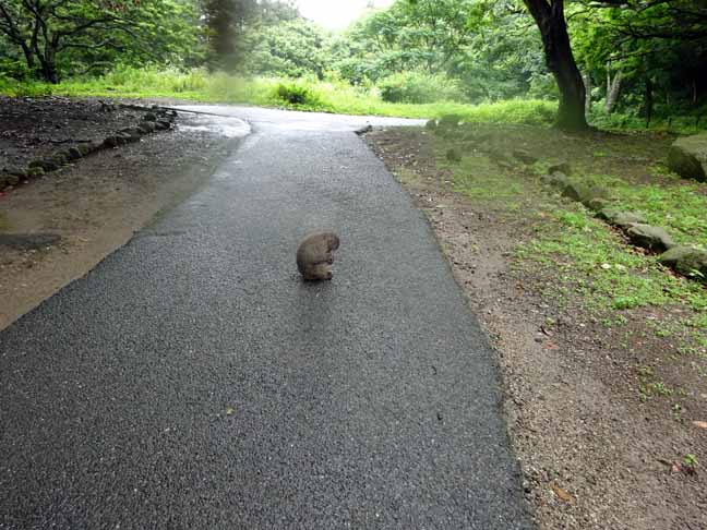 雨の日の猿君 (2).JPG
