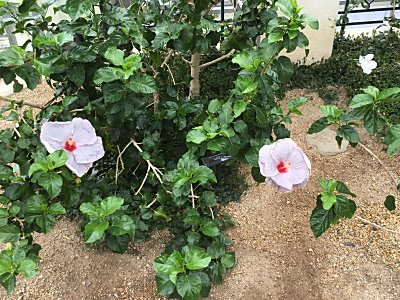 咲くやこの花館ﾊｲﾋﾞｽｶｽ.jpg