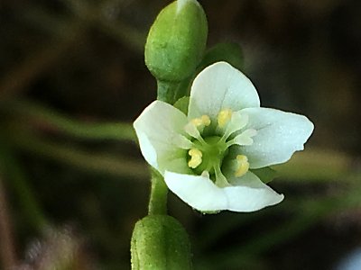 ドロセラの花 僕の食虫植物日記 楽天ブログ