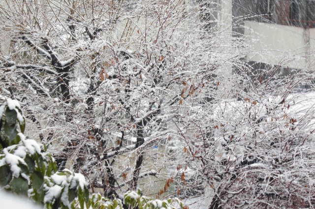 30 snow  1.jpg