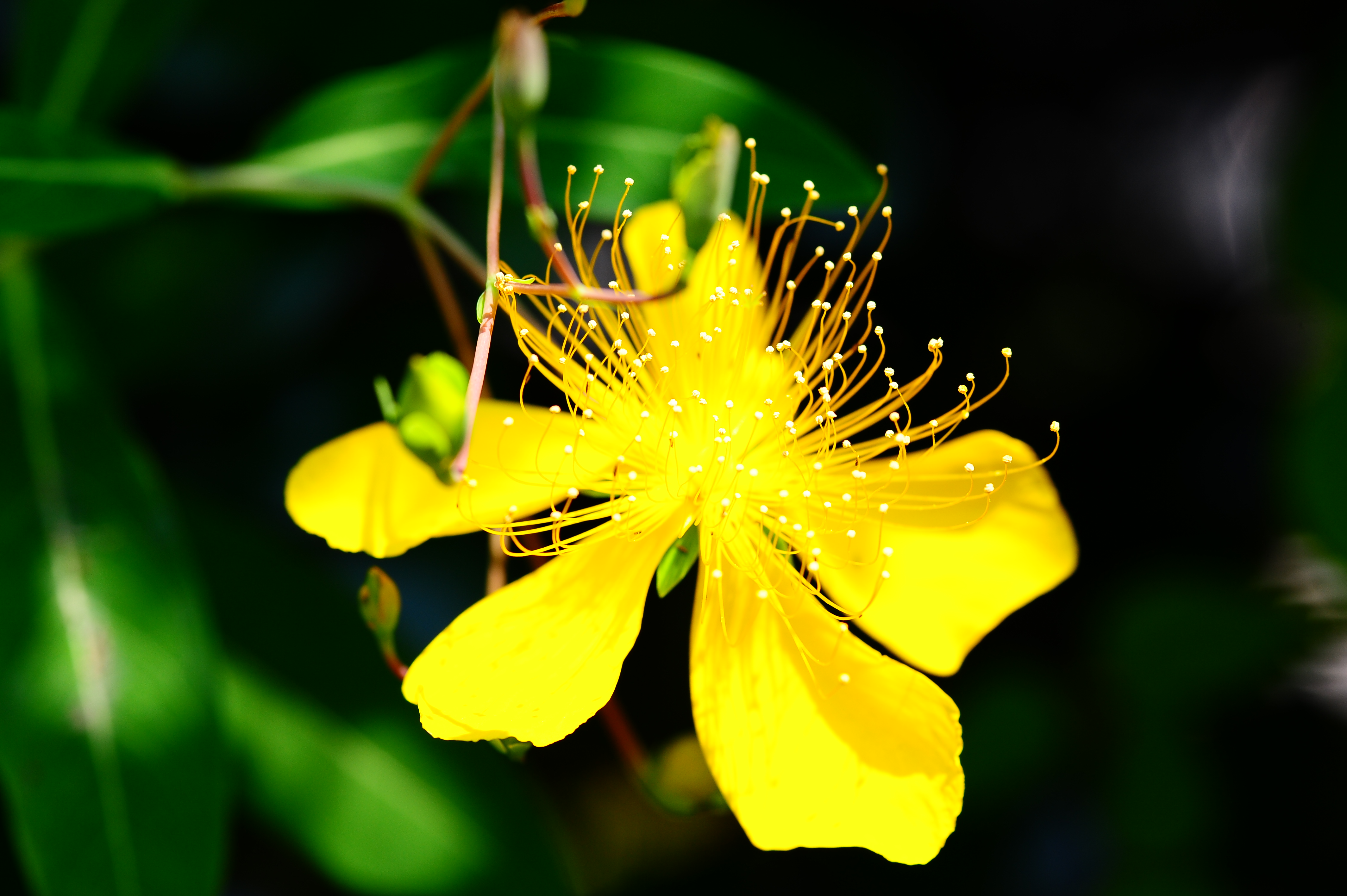 DSC_2098.JPG
