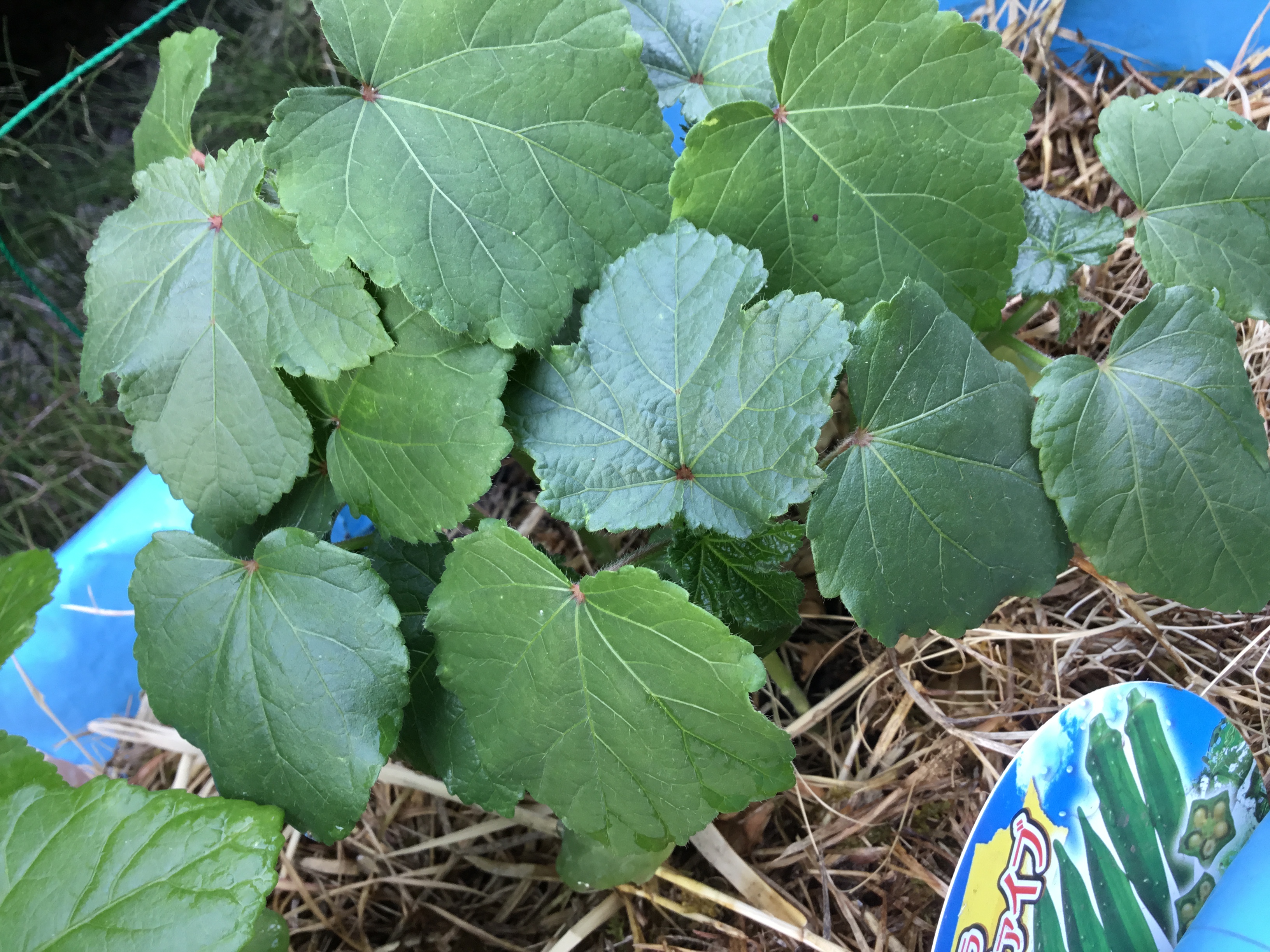 2018.7.24 オクラの苗.JPG