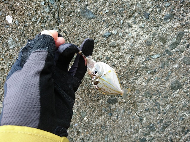 showPhoto (640×480)