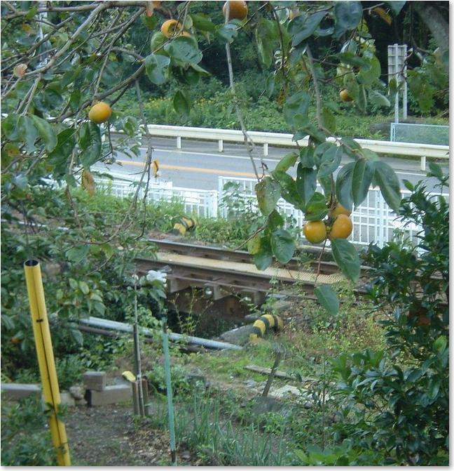 27柿の実と小鉄橋