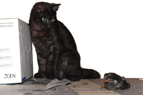 鳩を食う (4).JPG