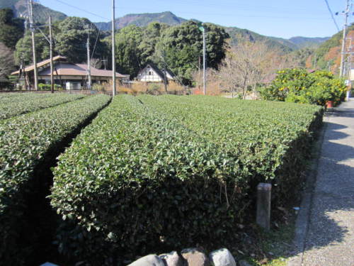 みかん畑と茶畑