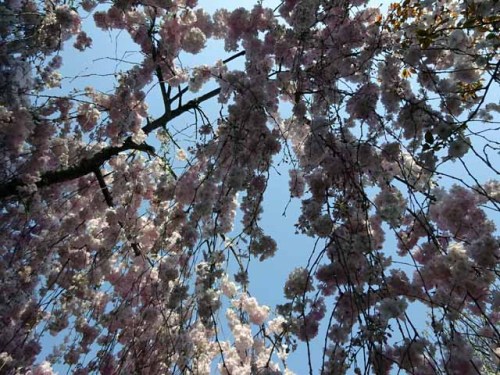 造幣局通り抜け (66).JPG