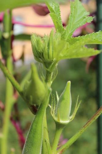 IMG_3718 - コピー.JPG