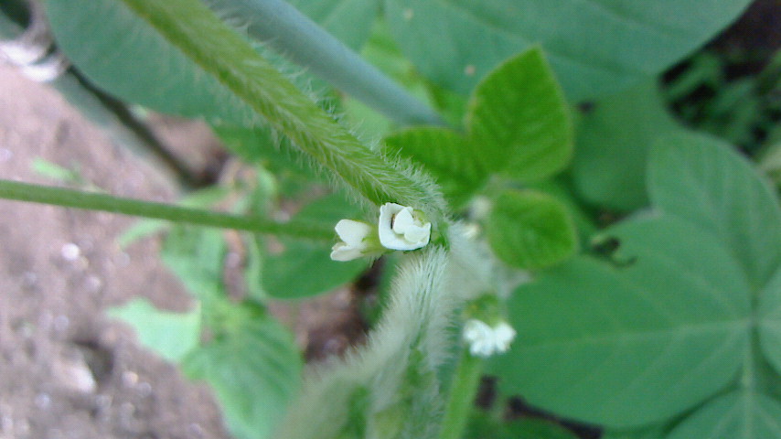 NEC_0134.JPG