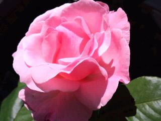 ピンク薔薇接写2018