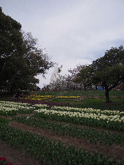 20120415、万博公園03hp.JPG