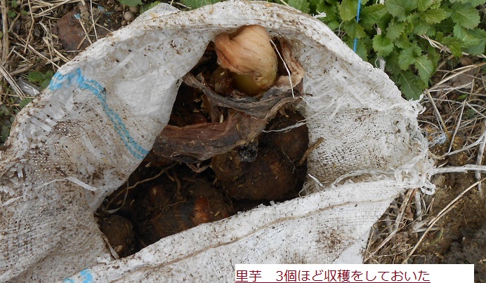 さといも.JPG
