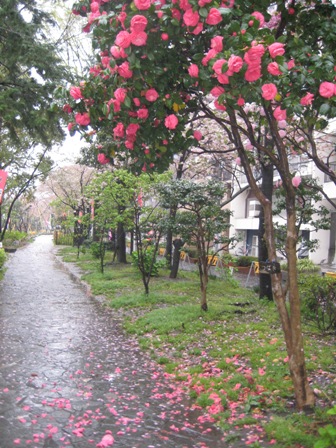 浅草卯月 054.JPG