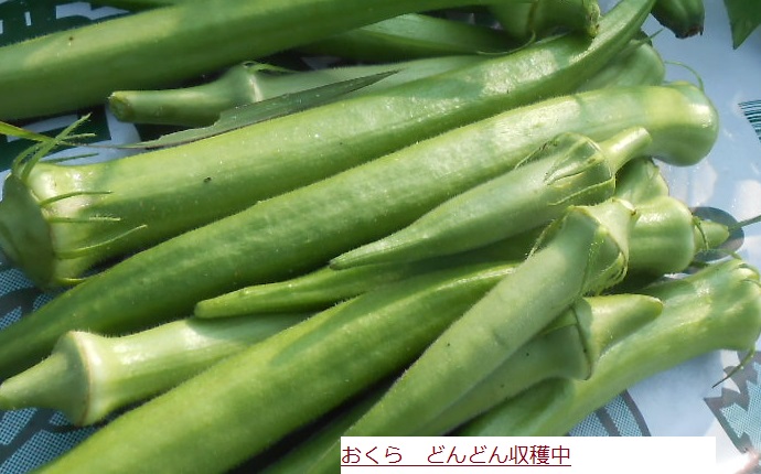 C:\fakepath\おくら.JPG