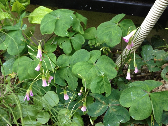 IMG_0481 (640x480).jpg