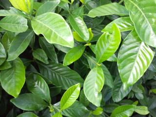 緑の葉と若葉ツートーンカラー2017