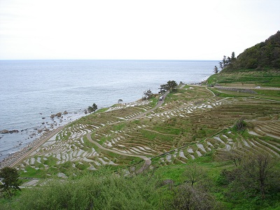 白米の千枚田