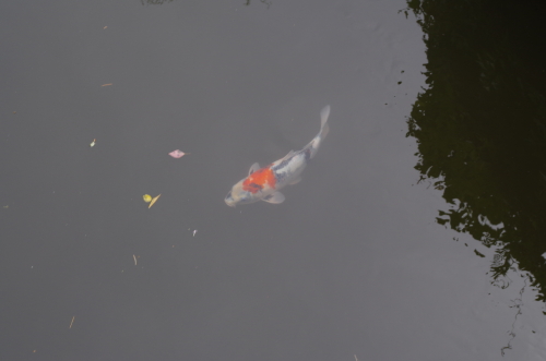 IMGP0043.JPG