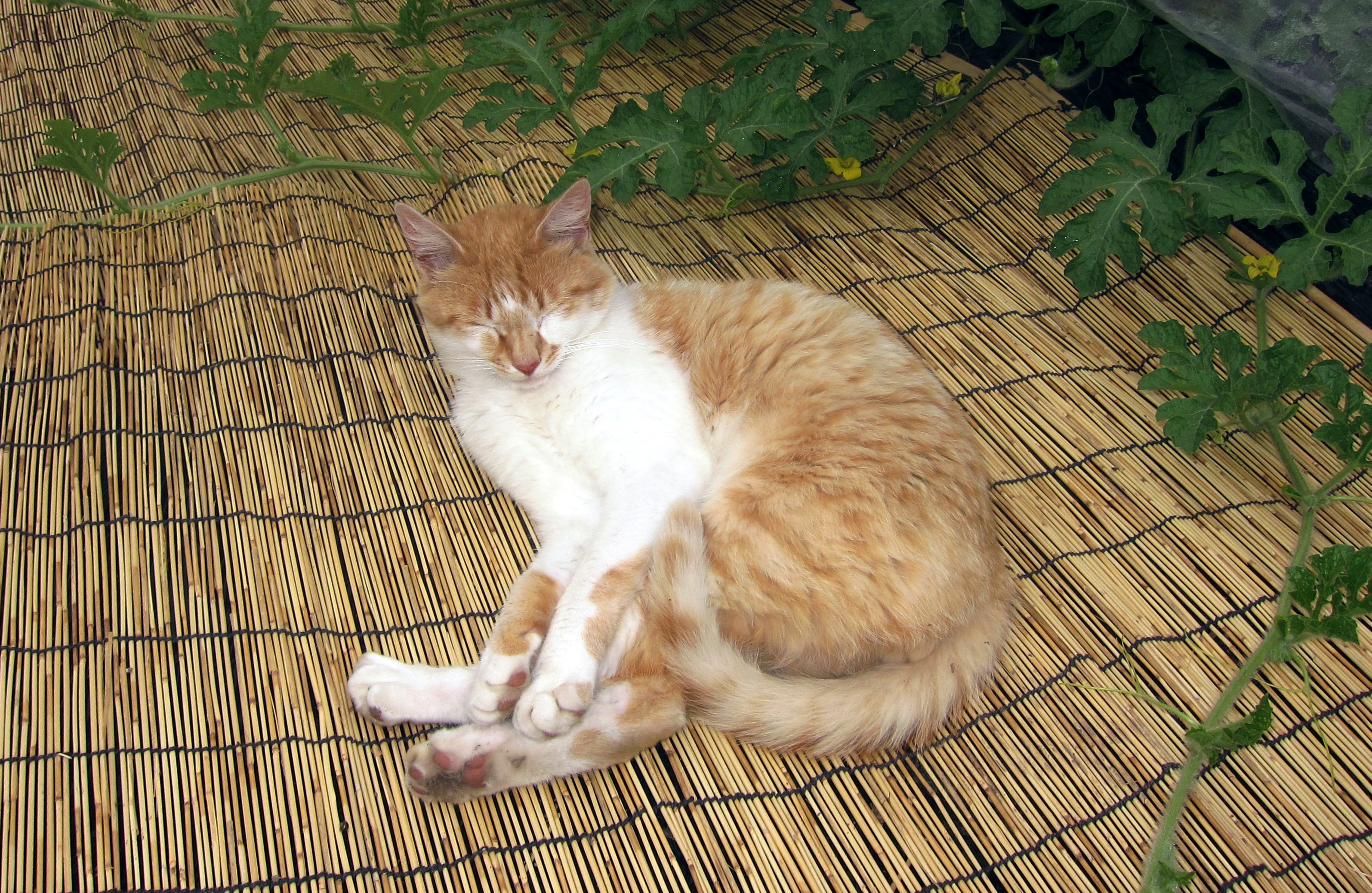 茶太郎.jpg