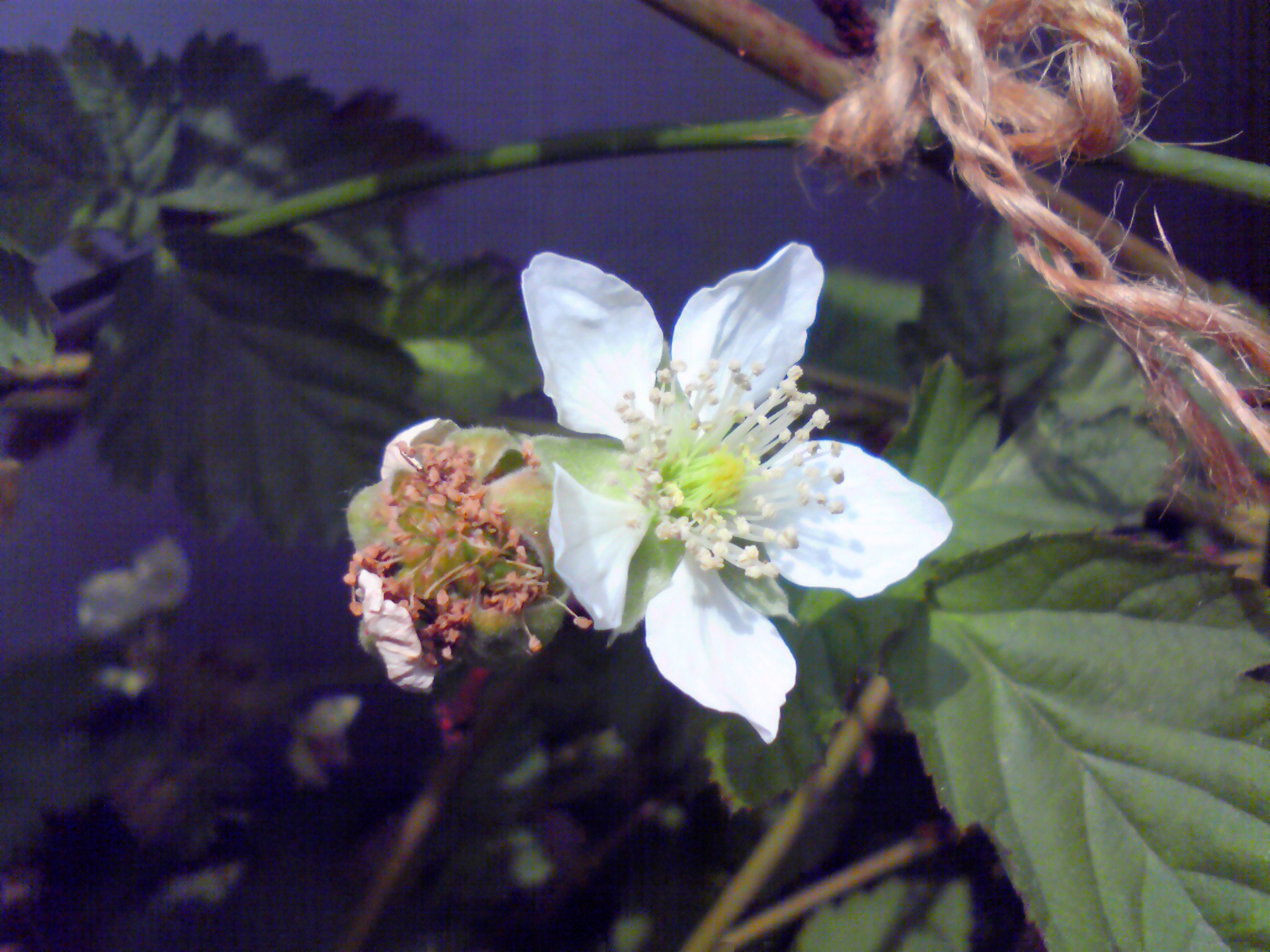 ボイセンベリー　花