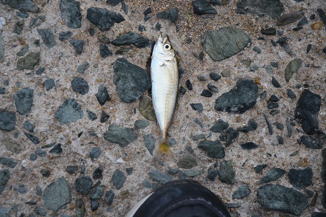 showPhoto (640×426)