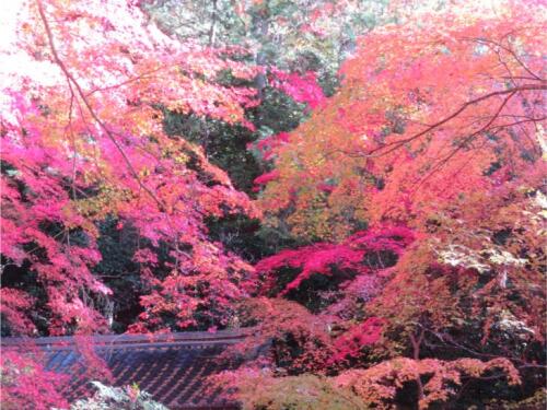 赤山禅寺 (32).jpg