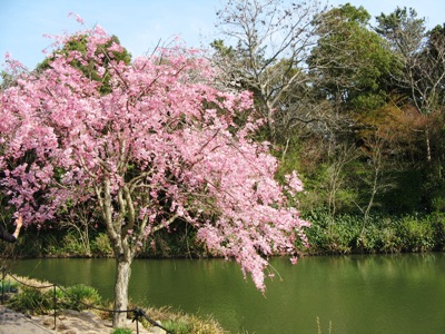 ４.1　しだれ桜と池２.jpg