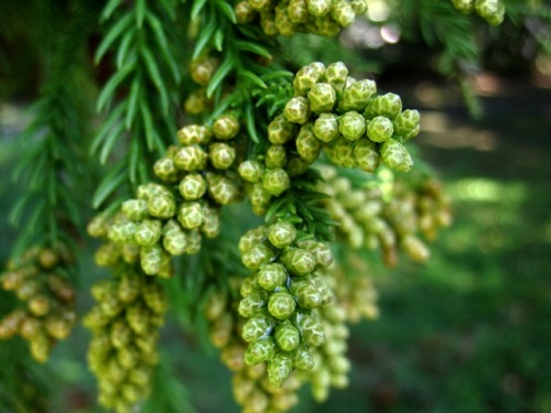 スギの花 秋の昭和記念公園での自然観察 その32 しろうと自然科学者の自然観察日記 楽天ブログ