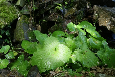 DSC05150.jpg