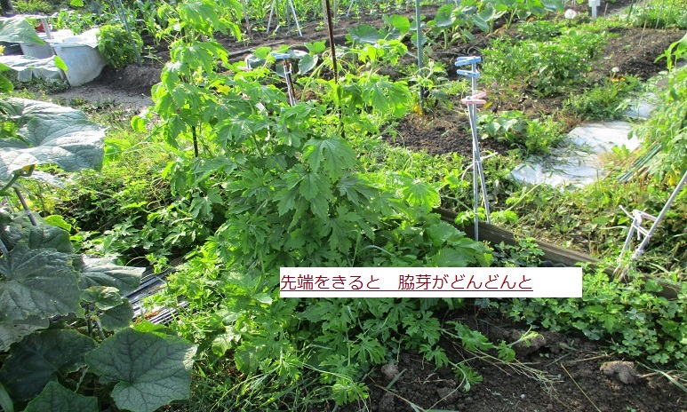 ゛ごーや.JPG