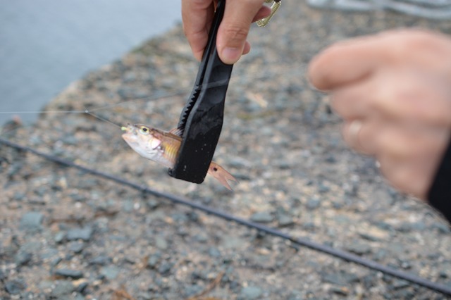 showPhoto (640×426)