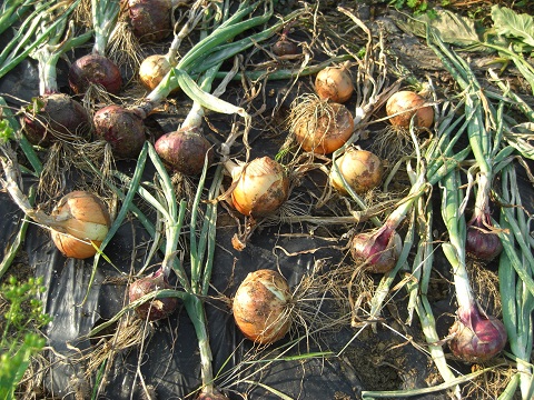 たまねぎ収穫.jpg