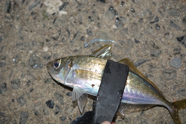 showPhoto (640×426)