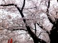 近所の桜並木で。一斉に満開の桜1.jpg