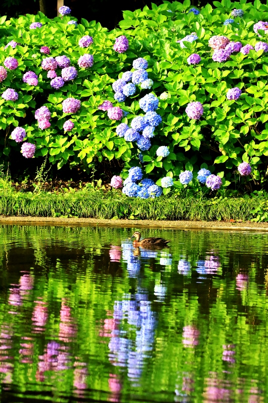 P95A0697 (533x800).jpg