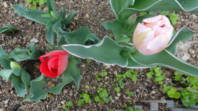 DSC08431.JPG