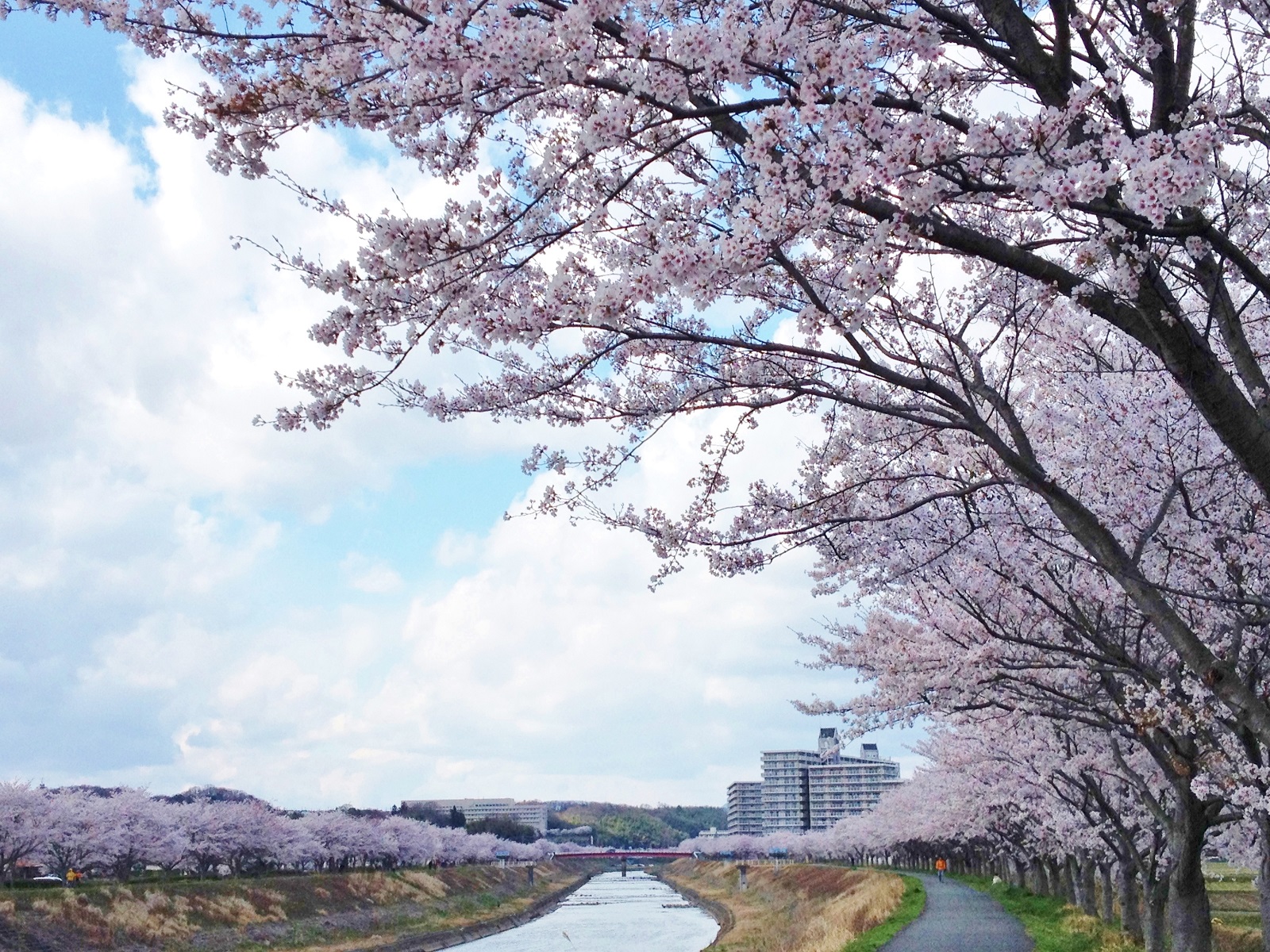 2014年4月6日桜.jpg