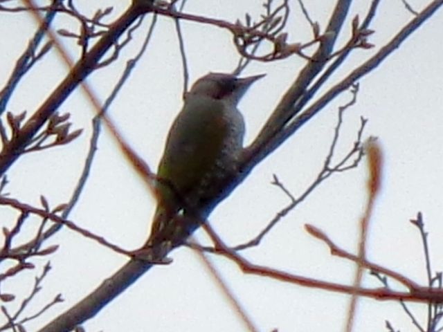 240418aogera.jpg