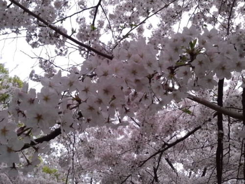 桜陰_4月3日