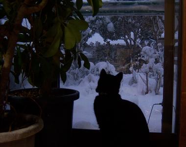 雪にびっくりにゃじ・01.jpg