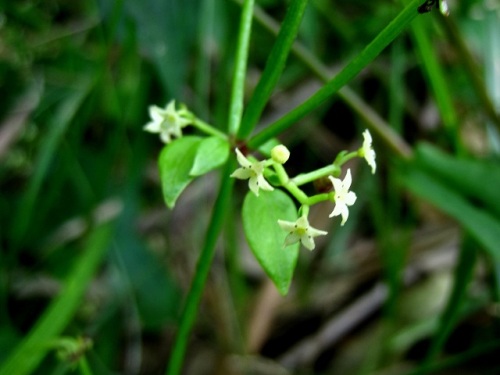 アカネの花 気仙沼大島での秋の植物観察 その1 しろうと自然科学者の自然観察日記 楽天ブログ