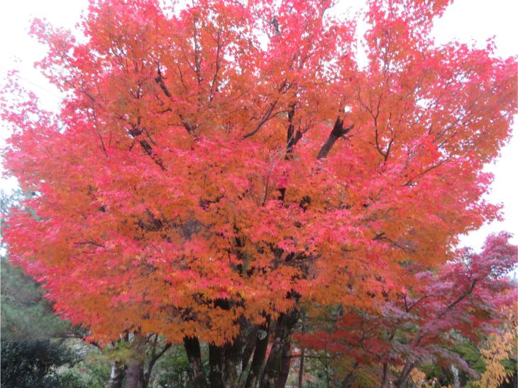 嵐山 (26).jpg