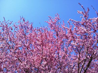 伊豆高原駅の大寒桜.JPG