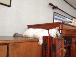 rblog-20141223213318-01.jpg