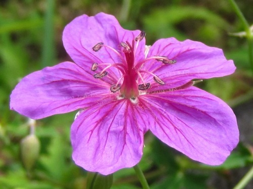 花は5数性で上部が嘴状に伸びる果実ができるフウロソウ科の植物の特徴 自然観察の振返り 5 フウロソウ科の植物 第1回 しろうと自然科学者の自然観察日記 楽天ブログ