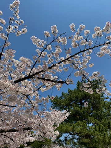 道明寺天満宮 (5).jpg