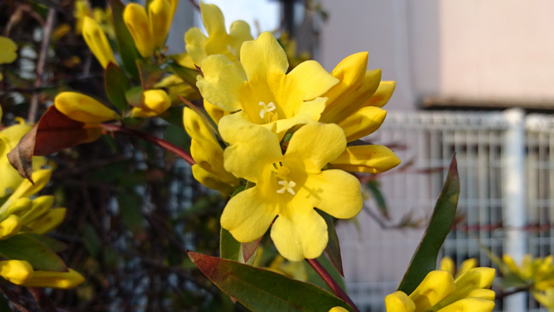 05_0262 800x450.JPG